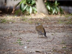 近所では珍しいシロハラちゃん