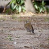 近所では珍しいシロハラちゃん