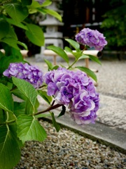えぇ・・梅雨明け？