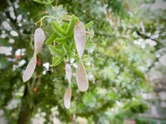 雨上がりの尼崎えびす神社９