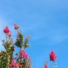 暑い夏が戻ってきた