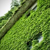 城崎にて・Green wall