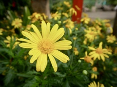 雨上がりの尼崎えびす神社５
