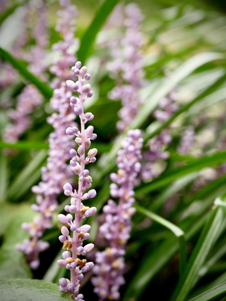 雨上がりの寺町にて・・２