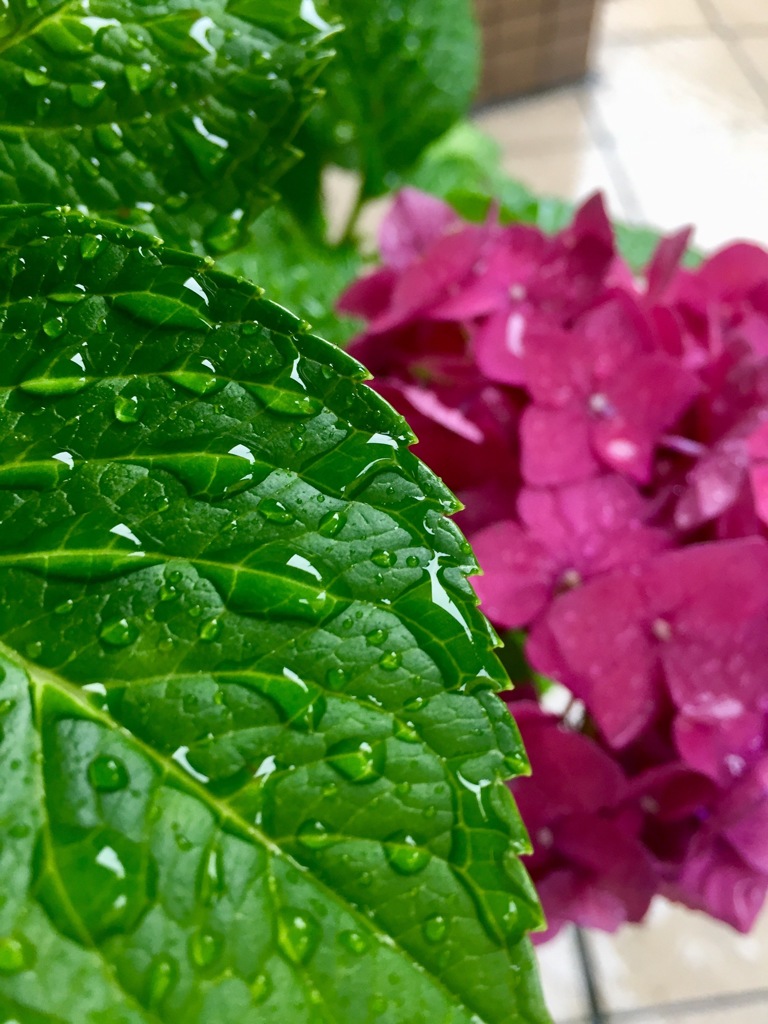 Rainy day