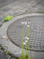 毎年咲く貴方はだ〜れ？