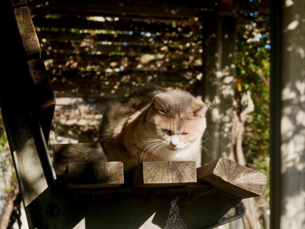 落ち葉を見てるの？