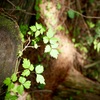 山の生命力