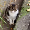 ノラ３