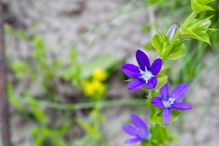 小さなお花