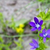 小さなお花