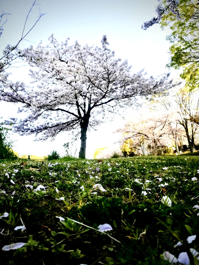 桜　散り始める