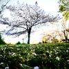桜　散り始める