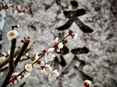 寒い日の大阪城梅林