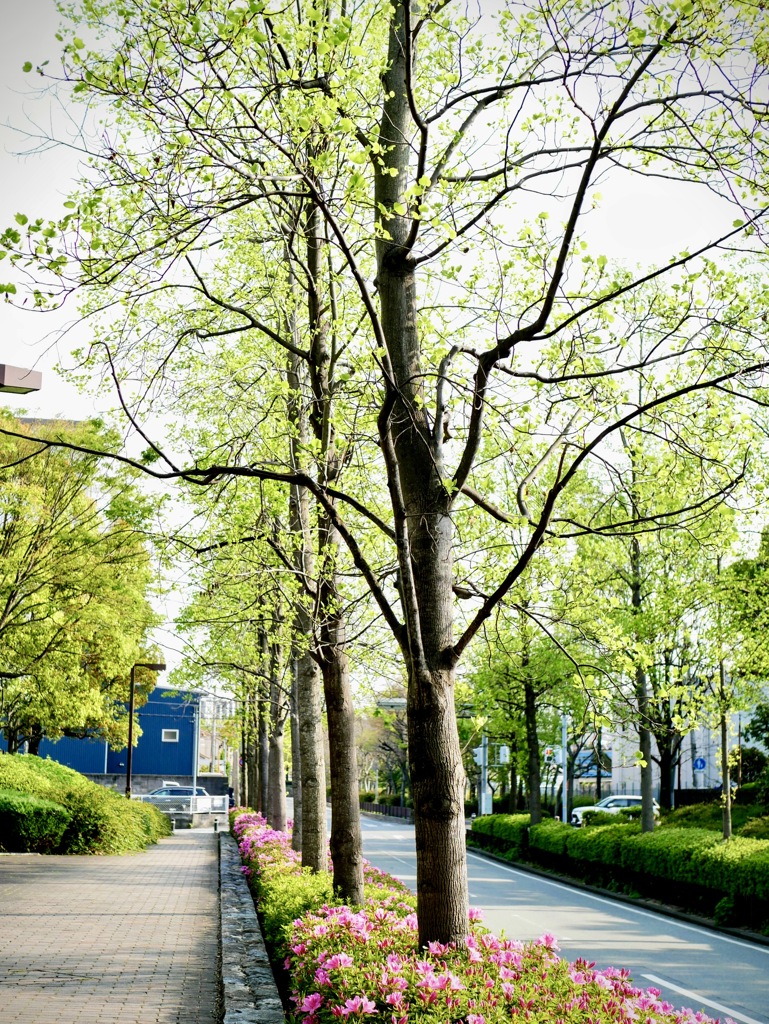 元浜緑地公園の新緑