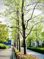 元浜緑地公園の新緑