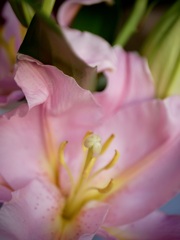百合の雌蕊