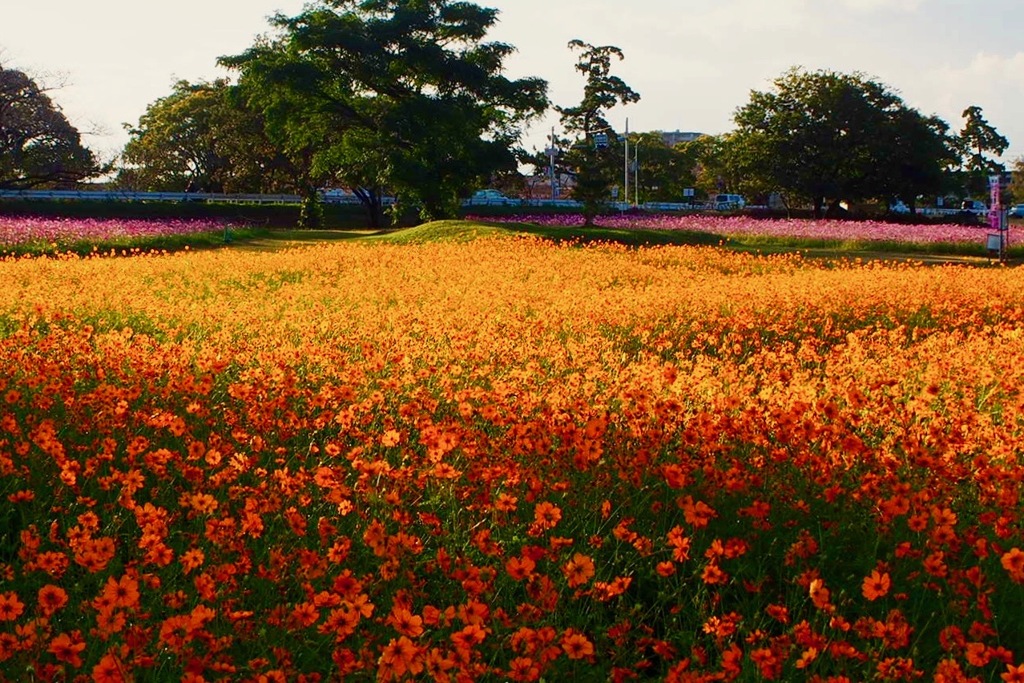 武庫川のコスモス３