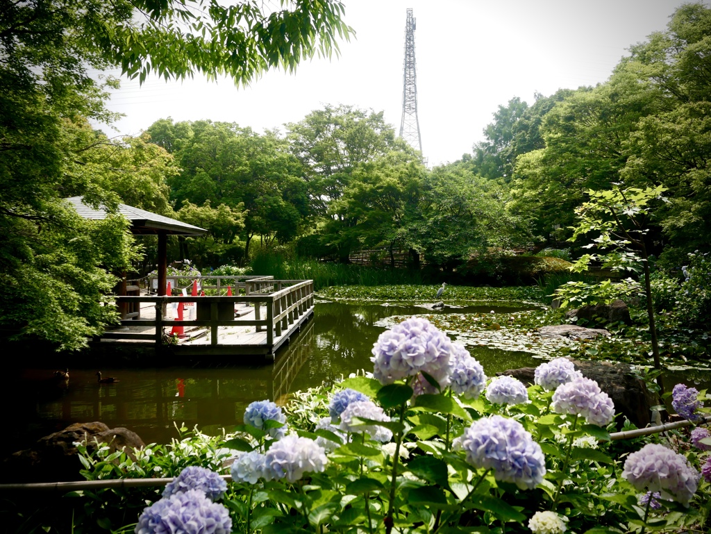 公園の小さな池にて