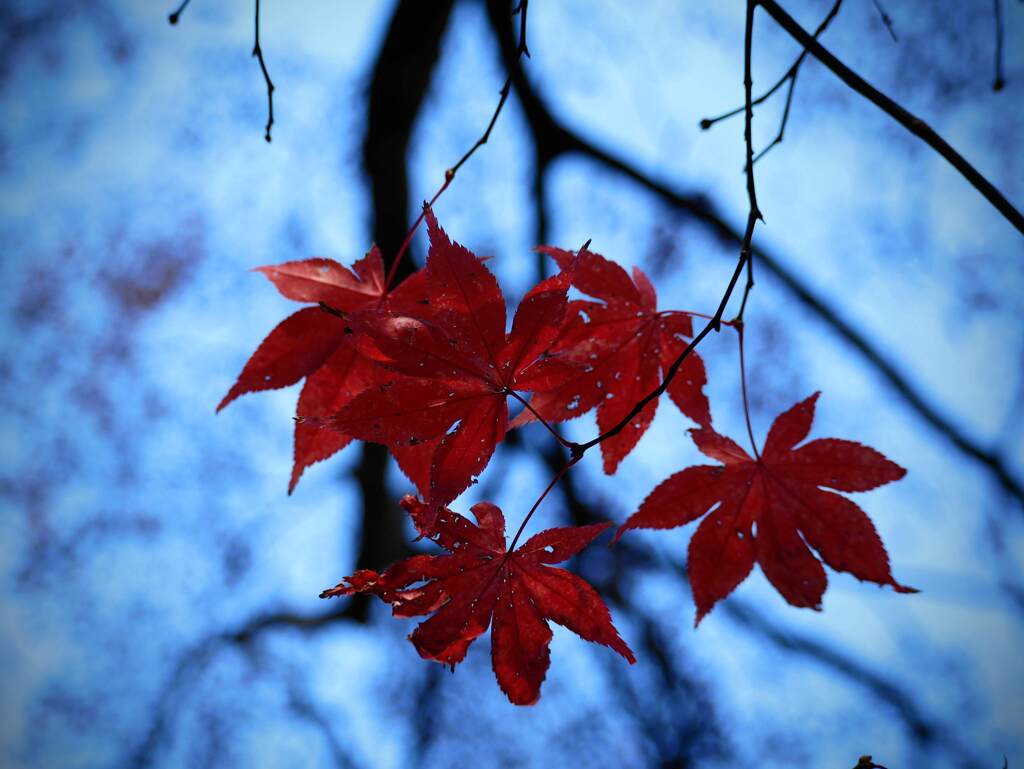 晩秋の箕面にて９