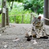 元浜緑地公園のニャンコ