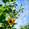  梅雨明けの朝　ひまわり