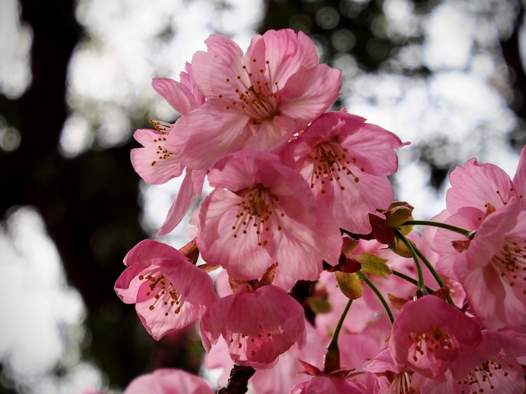 春の花４