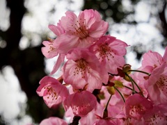 春の花４