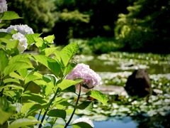 紫陽花の咲く公園３