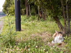 尼崎　猫のいる風景７