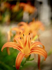 雨上がりの寺町にて・・５
