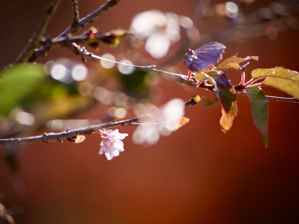 冬桜