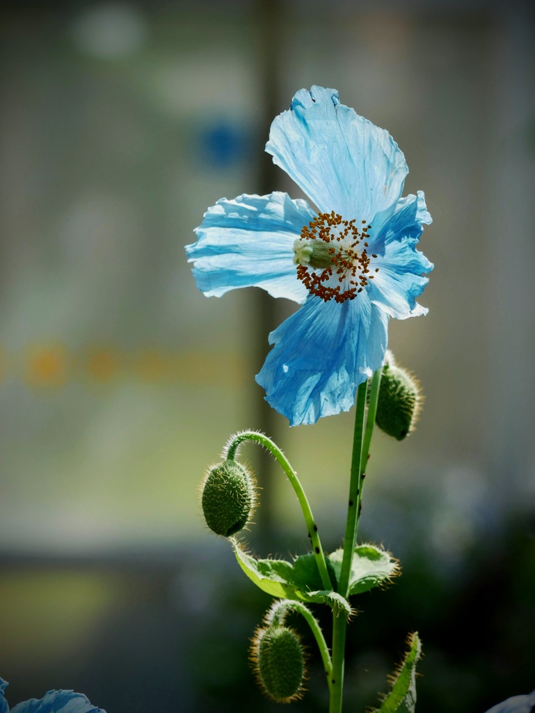 ヒマラヤの青いケシの花