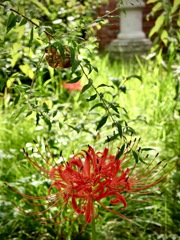 雨上がりの寺町にて・・９