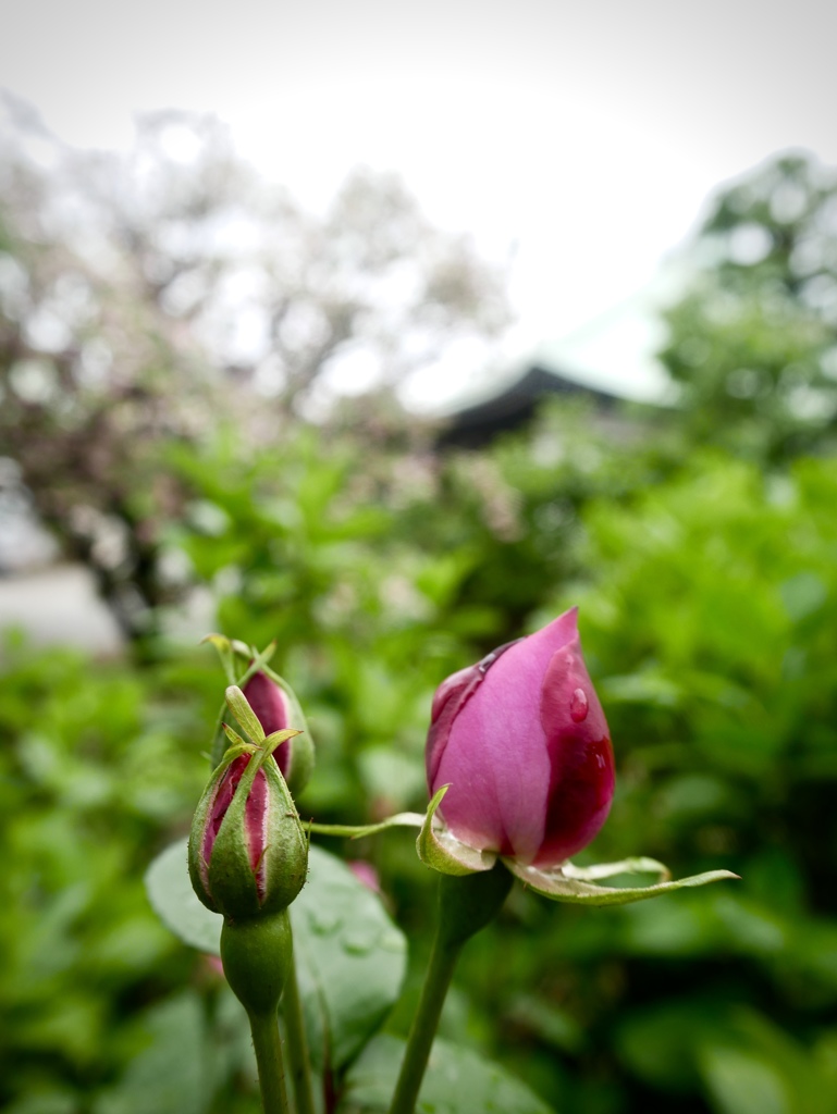 雨上がりの寺町５
