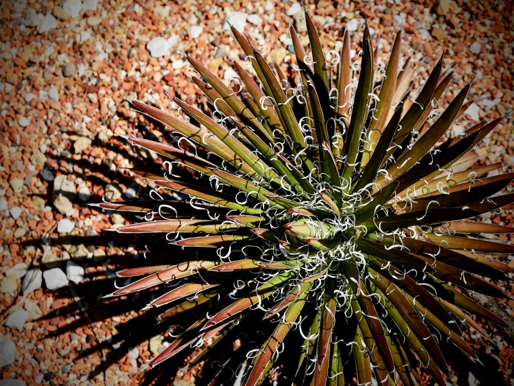 トゲトゲのクルクル