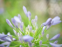 アガパンサス２