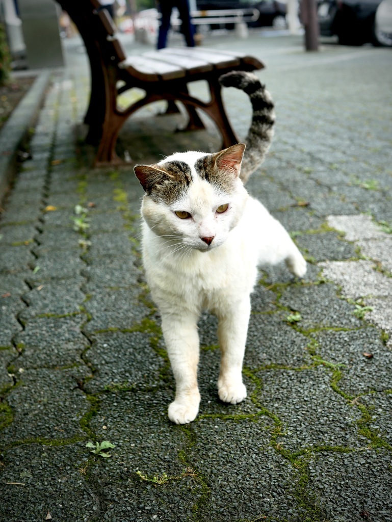 サービスエリアの人懐っこい野良ちゃん