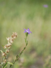 人知れず咲く小さな紫の花