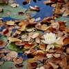 落ち葉の池に咲く