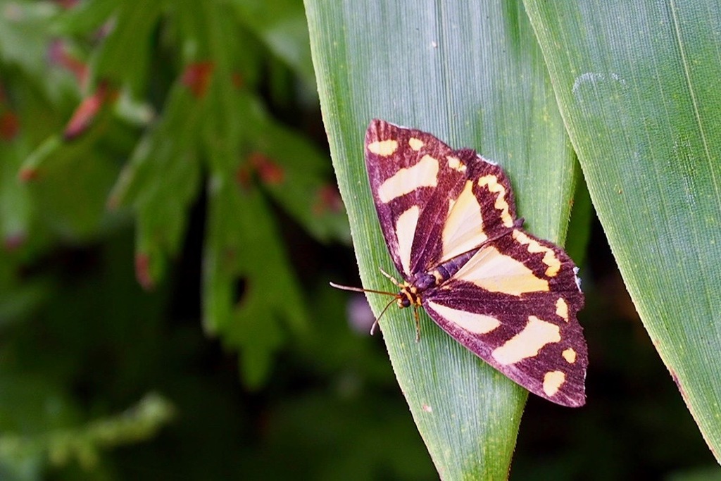早秋の六甲山にて３