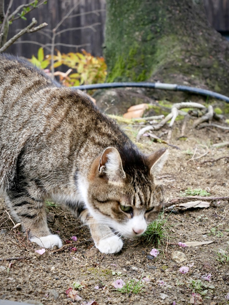 梅も終わりだニャ〜ン