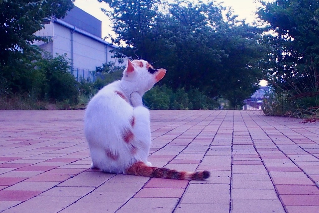 尼崎　猫のいる風景１１
