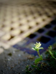 小さな雑草にも陽の光を