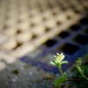小さな雑草にも陽の光を