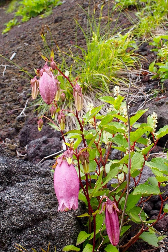 富士山五合目の花６