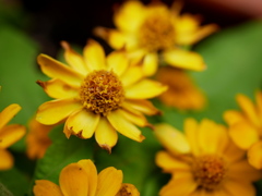 花の中の花