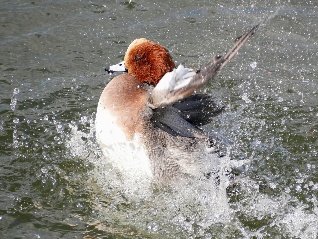 バチャバチャ！