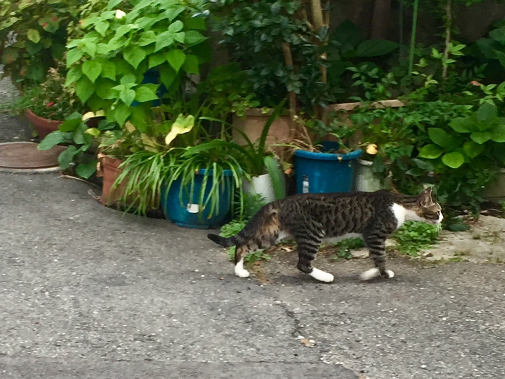尼崎　猫のいる風景3
