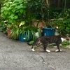 尼崎　猫のいる風景3